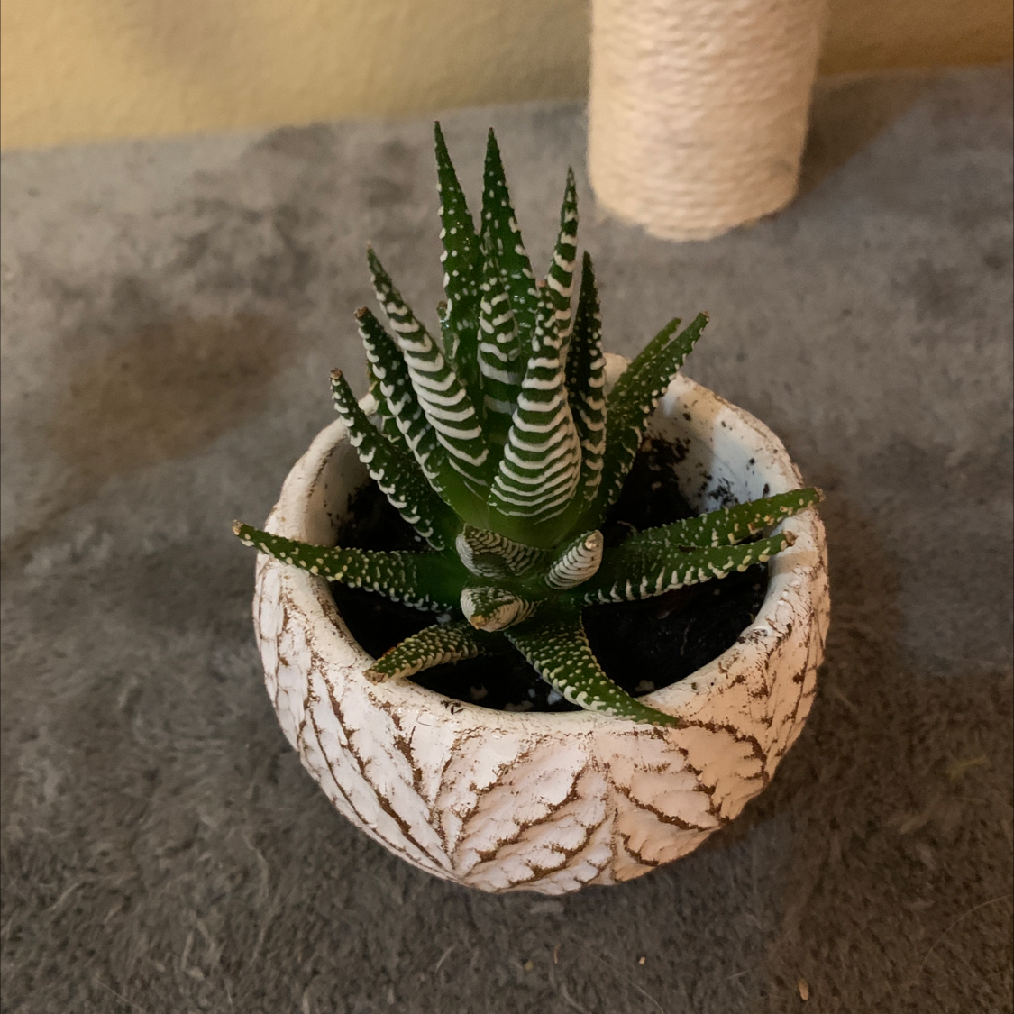 Zebra Plant plant photo by @lindseyr named Freddie on Greg, the plant care app.