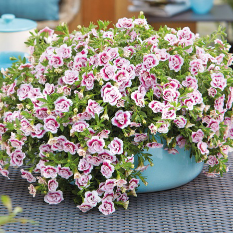 Photo of the plant species Superbells Yellow Chiffon Calibrachoa by Stacey named Osmo on Greg, the plant care app