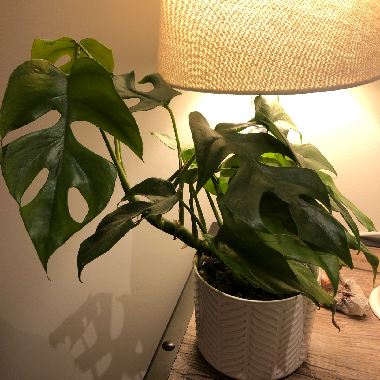 Monstera plant photo by @divyabahl named Joe on Greg, the plant care app.