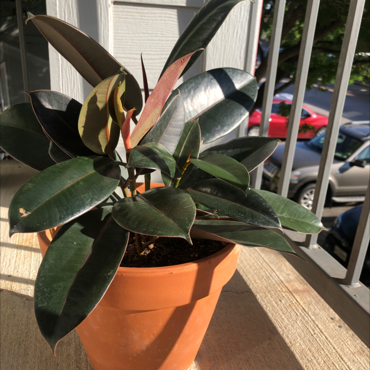 Rubber Plant plant photo by @autumnriley05 named Mina on Greg, the plant care app.
