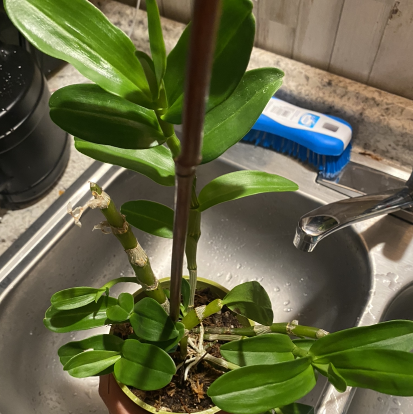 Fire Star Orchid in a pot near a sink with vibrant green leaves and visible soil.