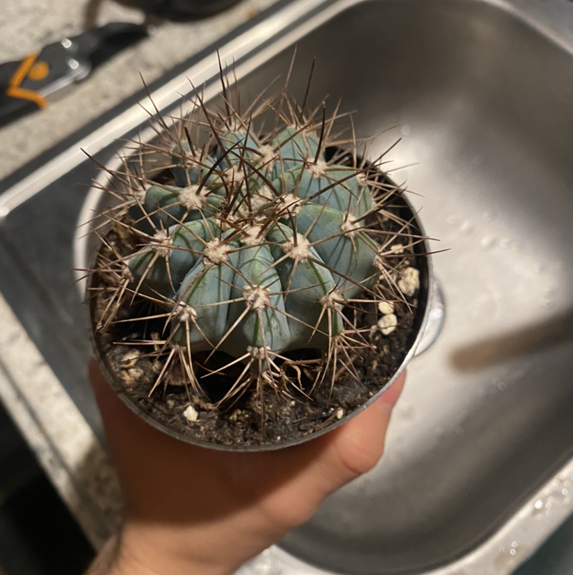 A healthy Devil's Pincushion cactus held over a sink with visible soil.