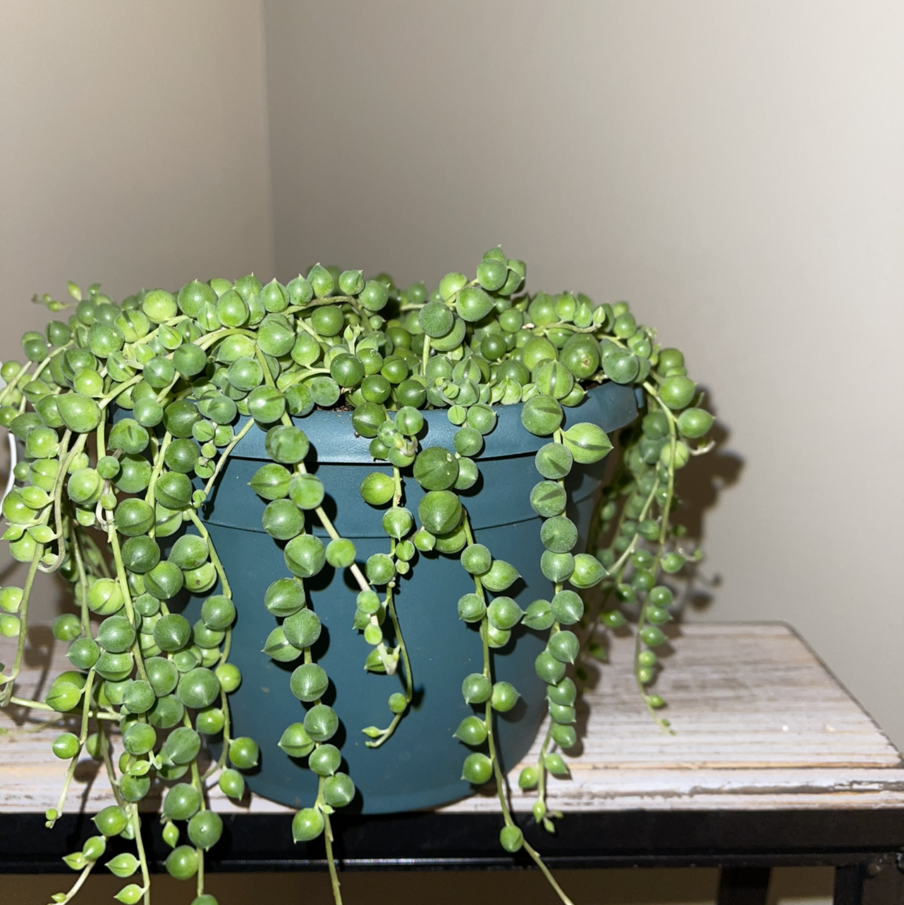 String of Pearls plant photo by @sarahnotsara named pearl on Greg, the plant care app.