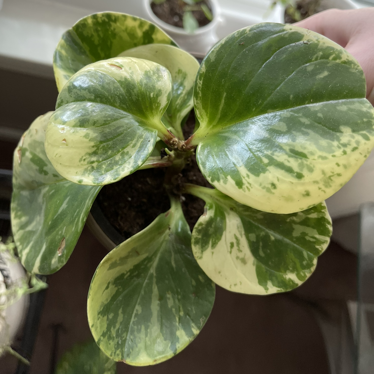 Baby Rubber Plant plant photo by @sarahnotsara named rubert on Greg, the plant care app.