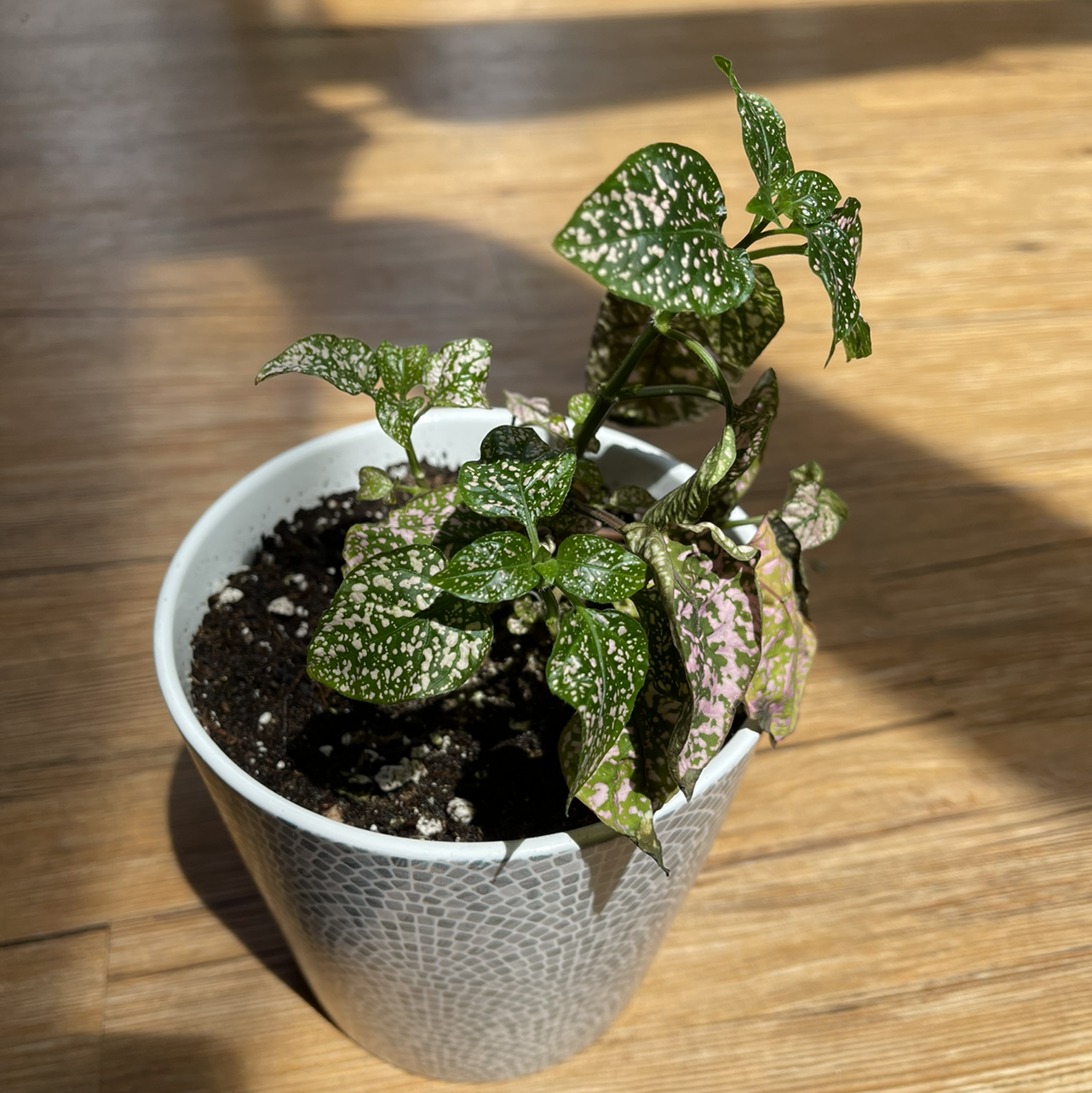 Polka Dot Plant plant photo by @sarahnotsara named Nymphadora on Greg, the plant care app.