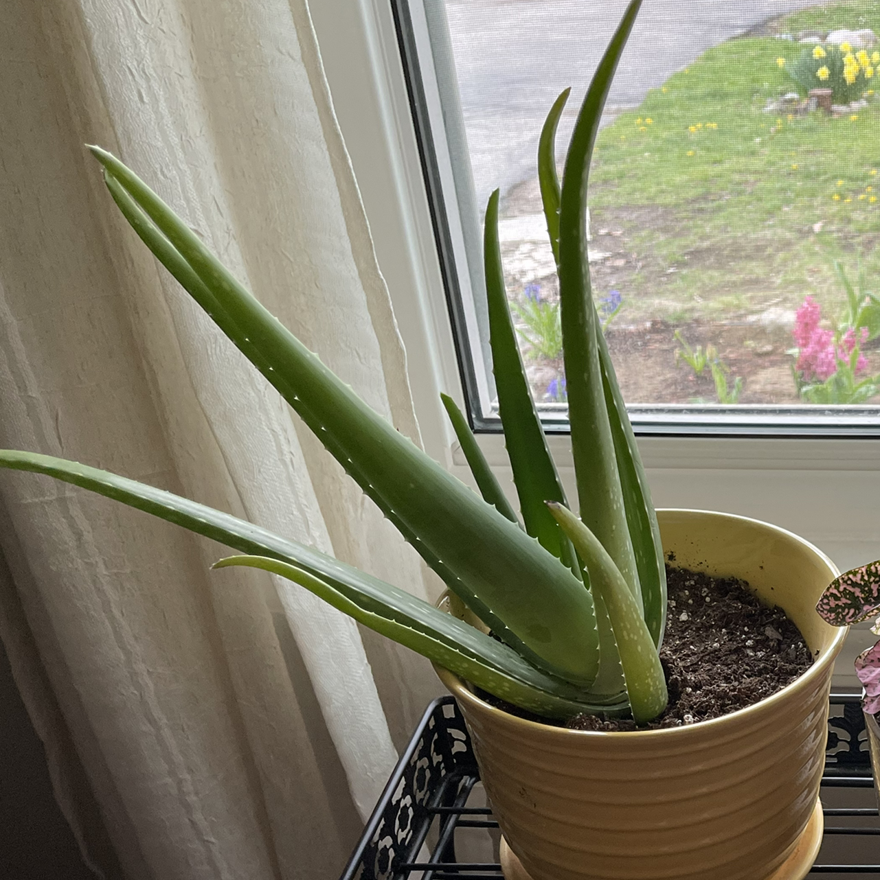 Aloe vera plant photo by @sarahnotsara named Aloe-ha on Greg, the plant care app.