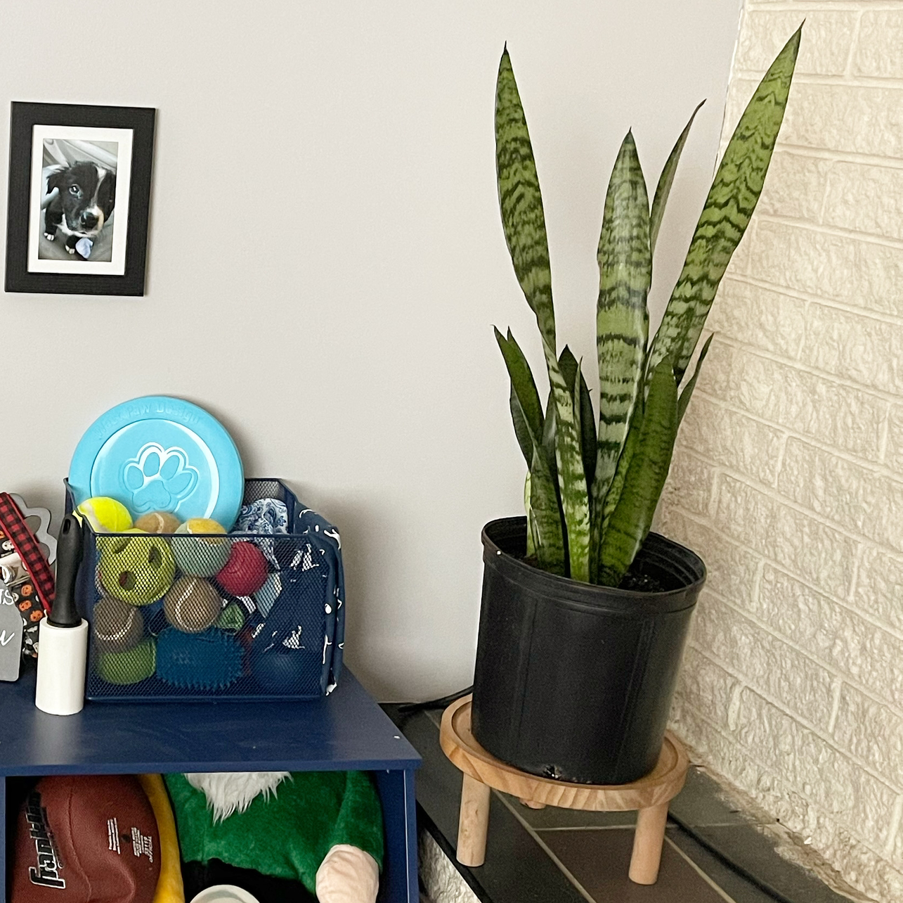 Snake Plant plant photo by @sarahnotsara named ssSsSSs on Greg, the plant care app.