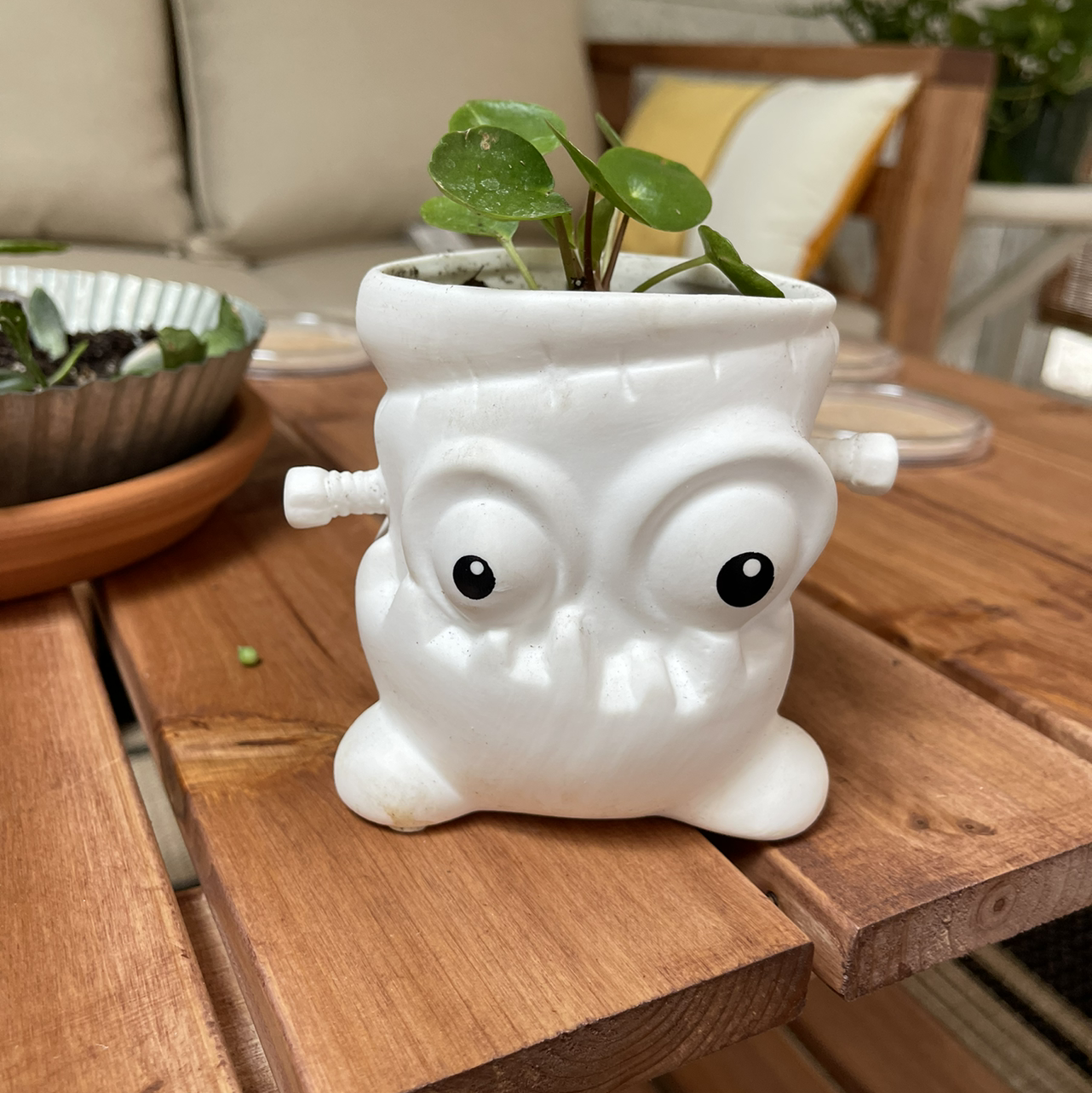 Chinese Money Plant plant photo by @sarahnotsara named chinese money plant on Greg, the plant care app.