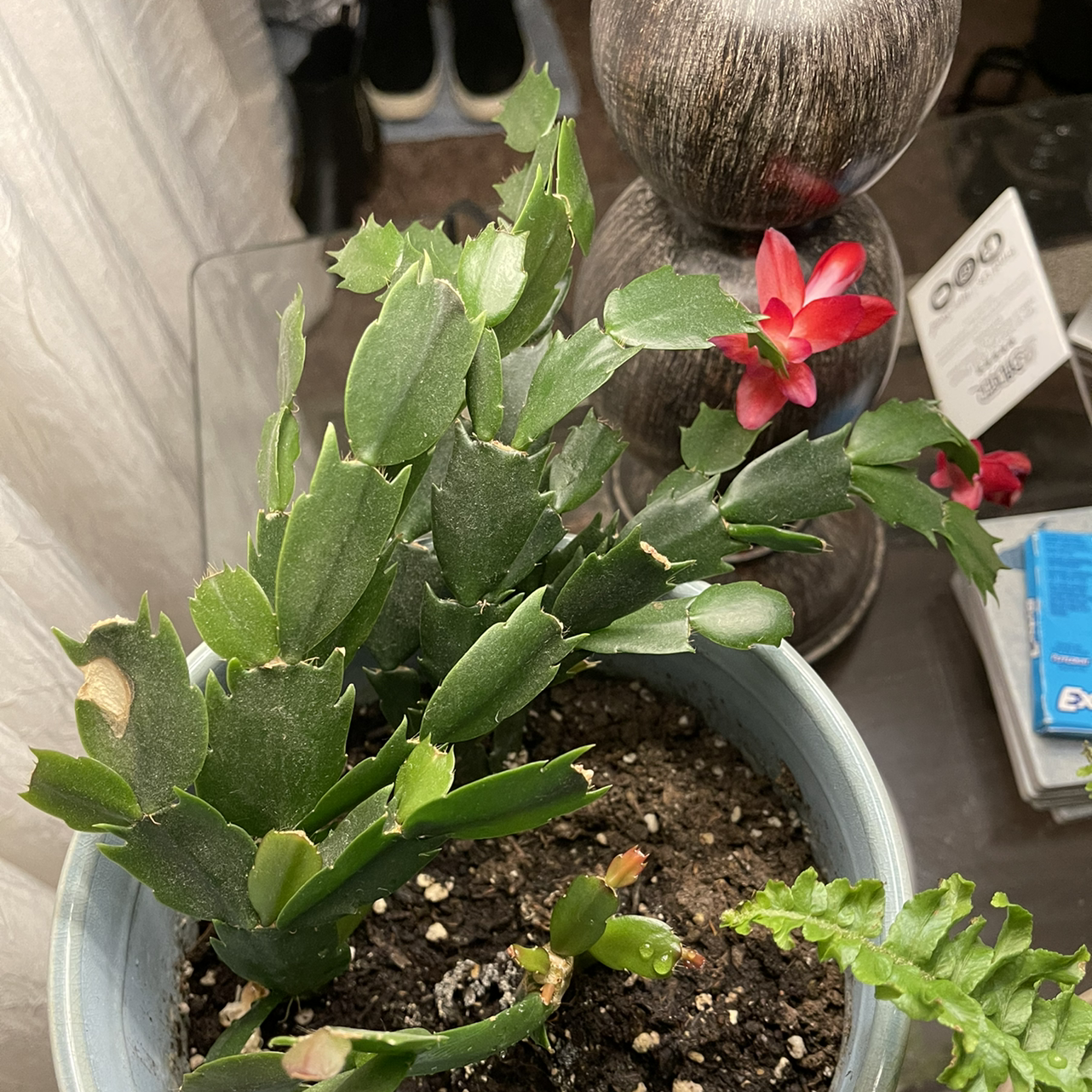 False Christmas Cactus plant photo by @sarahnotsara named christmas cactus on Greg, the plant care app.