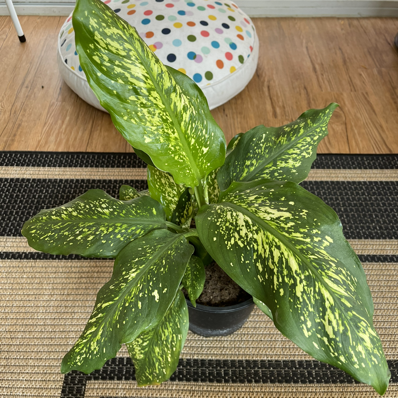 Dieffenbachia plant photo by @sarahnotsara named Bach on Greg, the plant care app.
