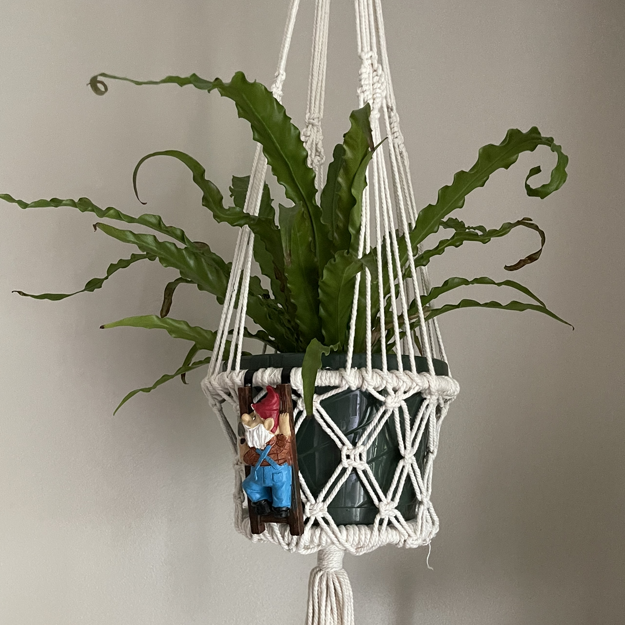 Bird's Nest Fern plant photo by @sarahnotsara named birdy on Greg, the plant care app.