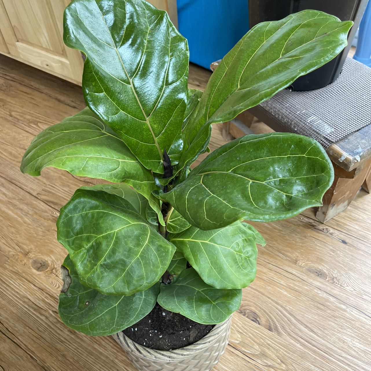 Fiddle Leaf Fig plant photo by @sarahnotsara named Finnick on Greg, the plant care app.