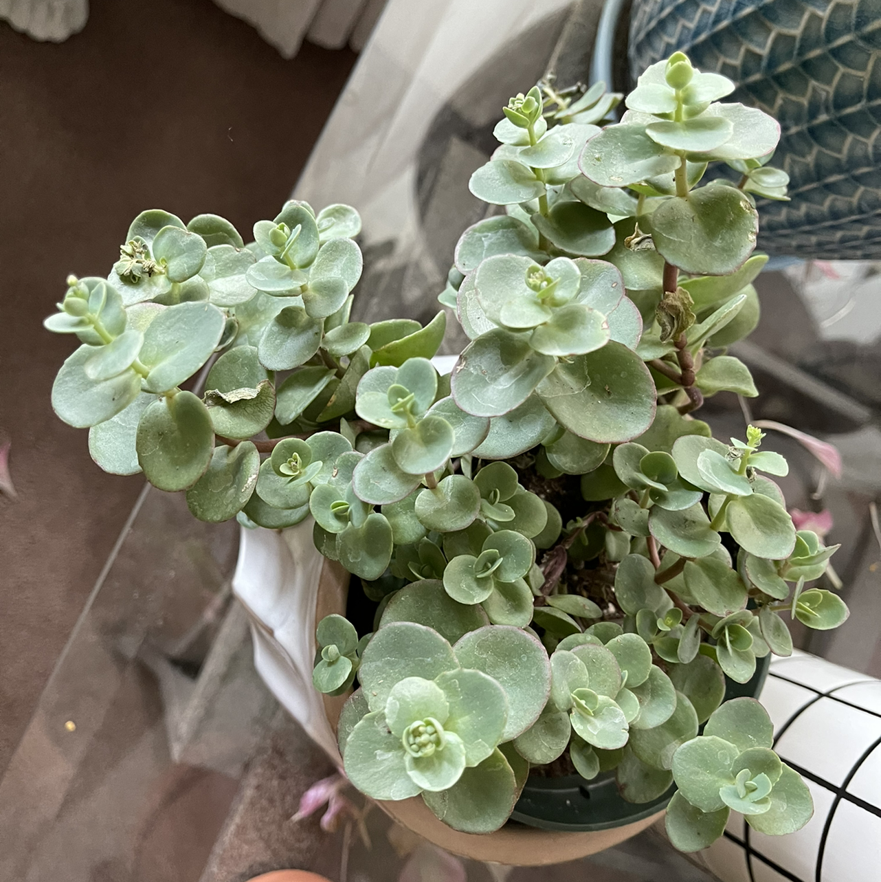 Woodland Stonecrop plant photo by @sarahnotsara named Bubbles on Greg, the plant care app.