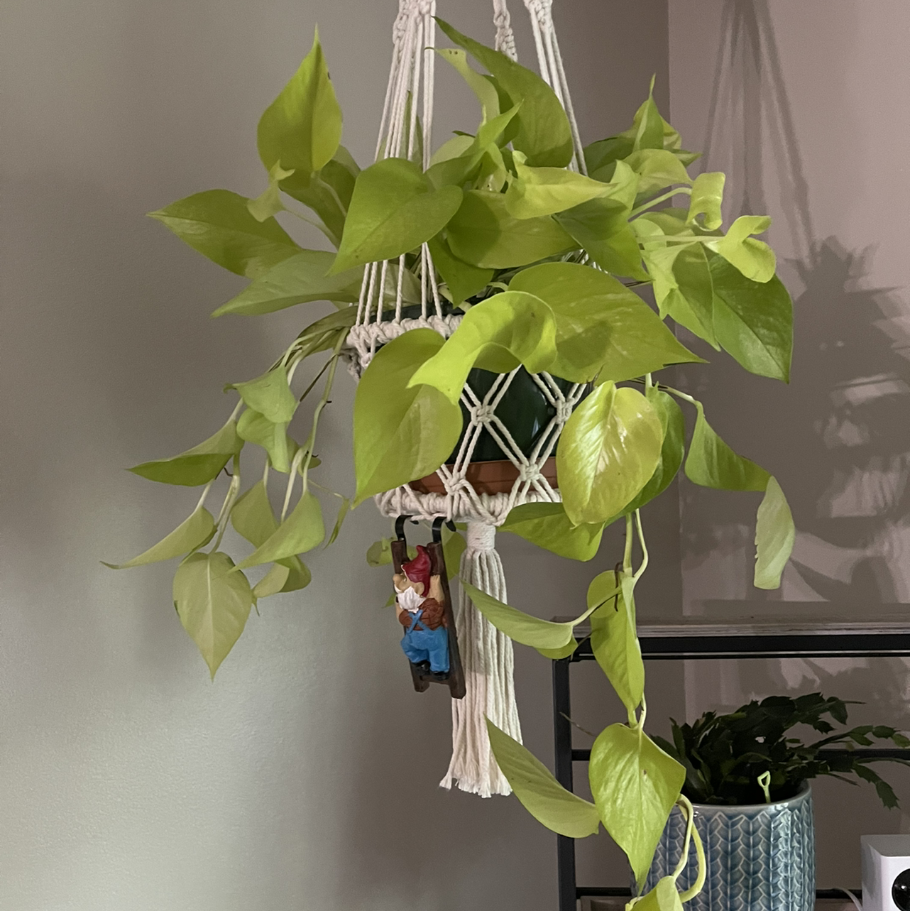 Neon Pothos plant photo by @sarahnotsara named Poth-head on Greg, the plant care app.
