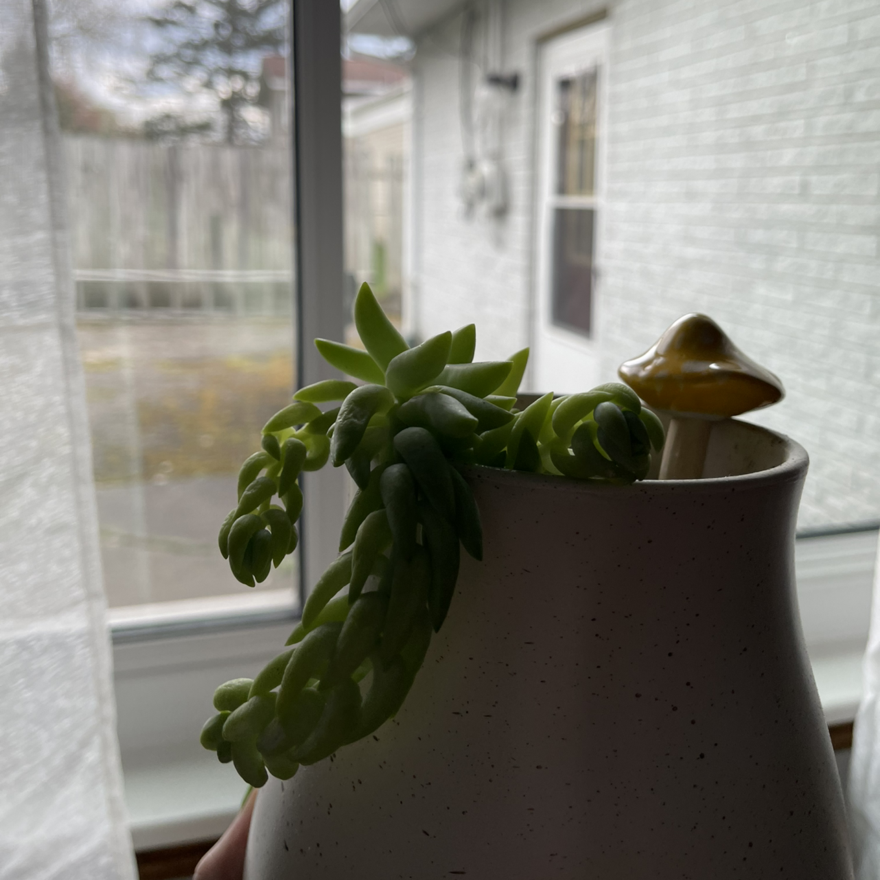 Burro's Tail plant photo by @sarahnotsara named Burros Tail on Greg, the plant care app.