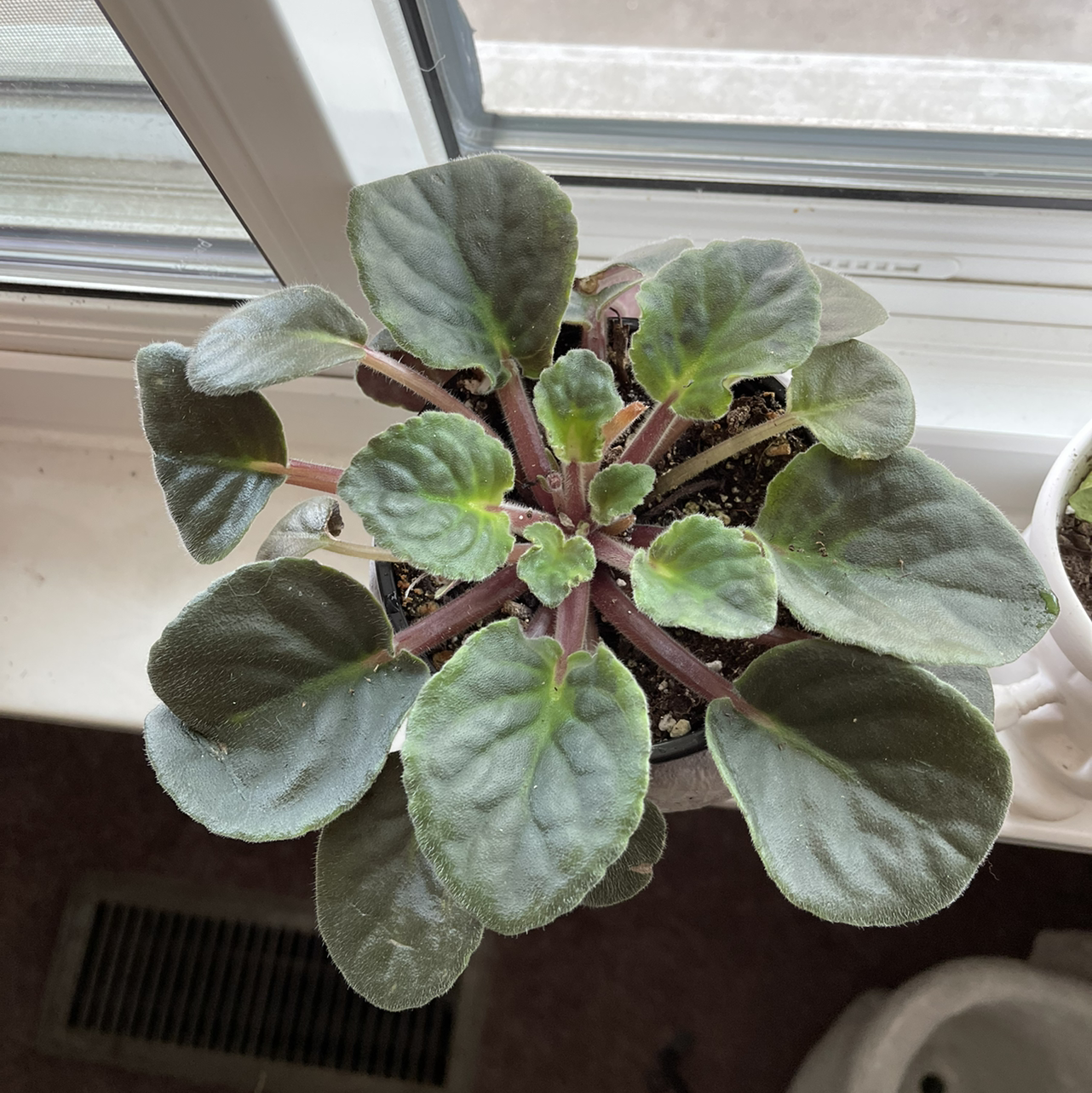 African Violet plant photo by @sarahnotsara named Violet on Greg, the plant care app.