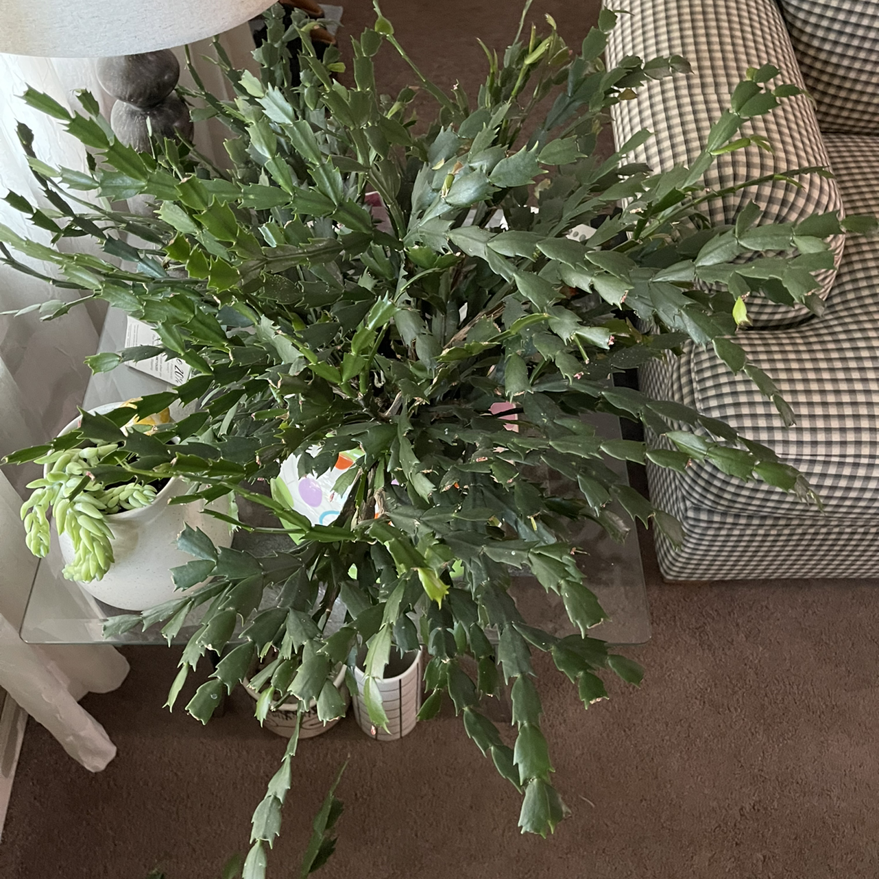 False Christmas Cactus plant photo by @sarahnotsara named Granny on Greg, the plant care app.