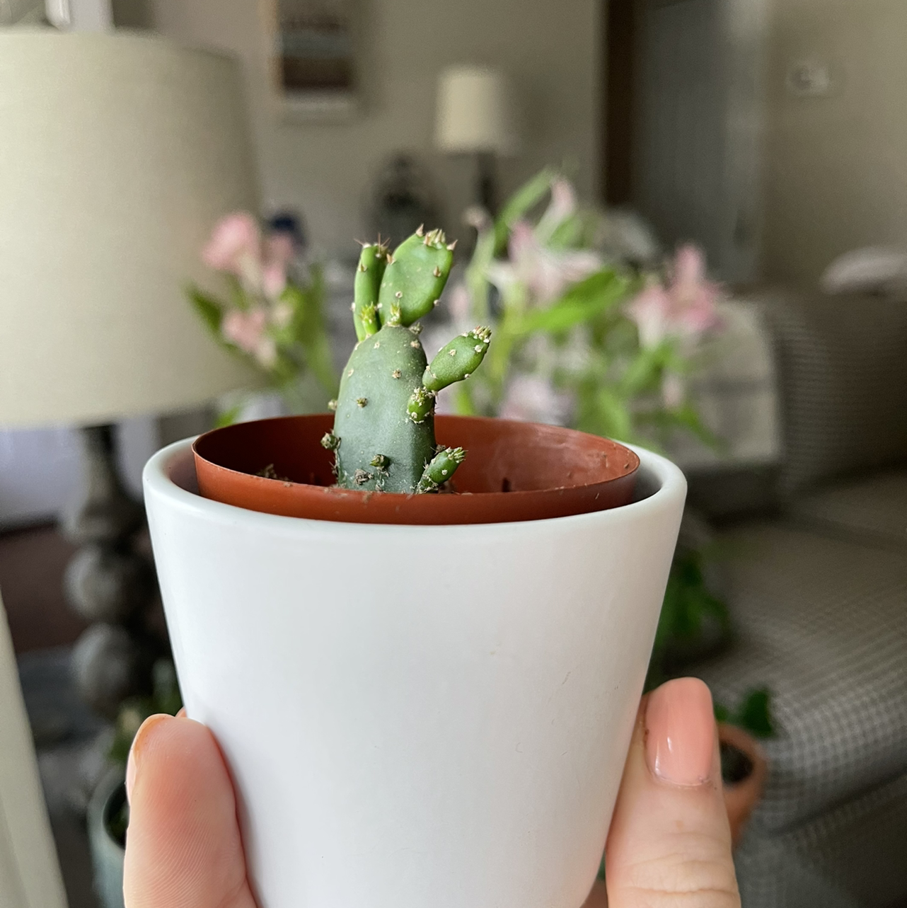 Eve's Needle Cactus plant photo by @sarahnotsara named tim on Greg, the plant care app.
