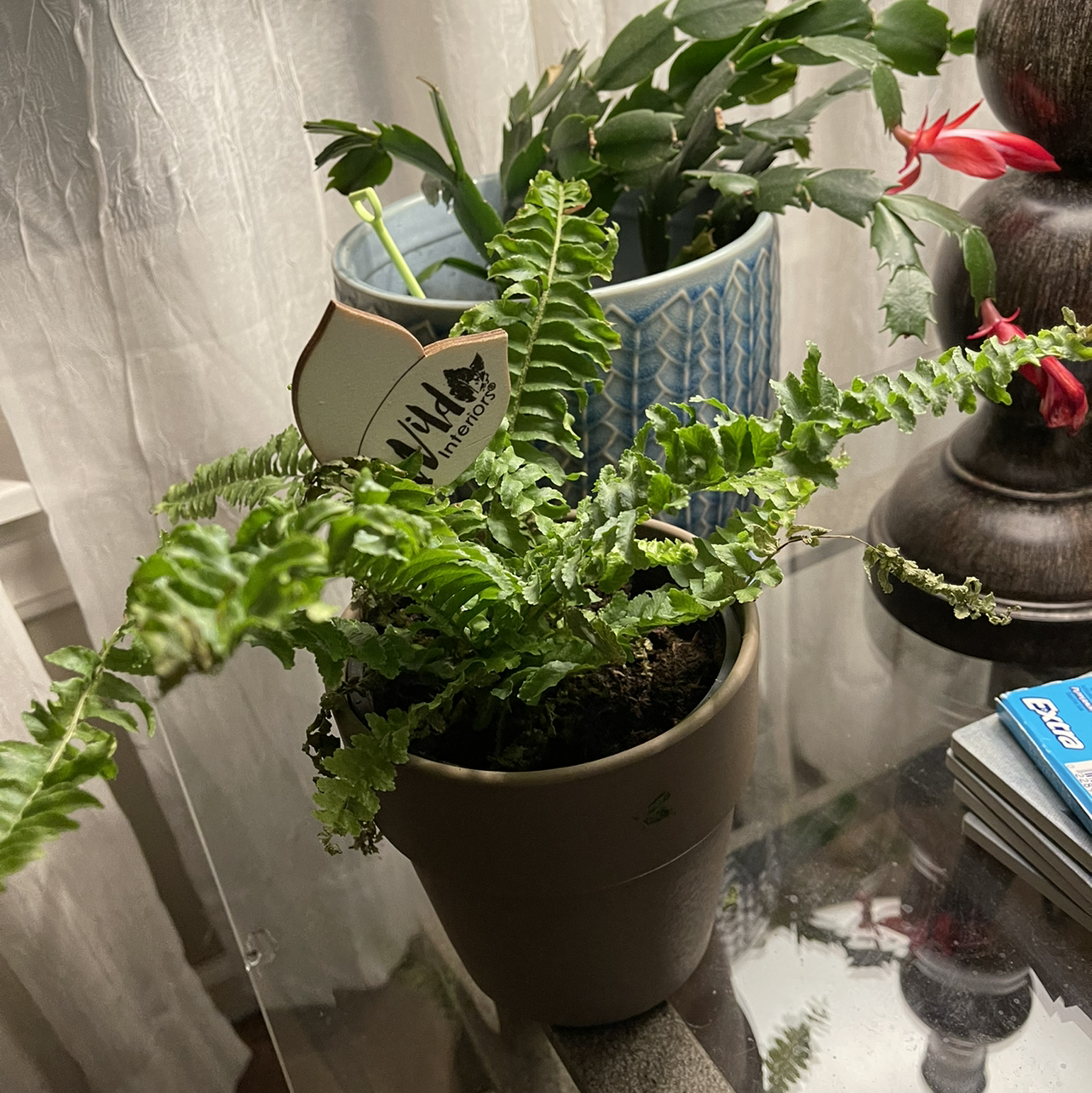 Boston Fern plant photo by @sarahnotsara named LaFern on Greg, the plant care app.