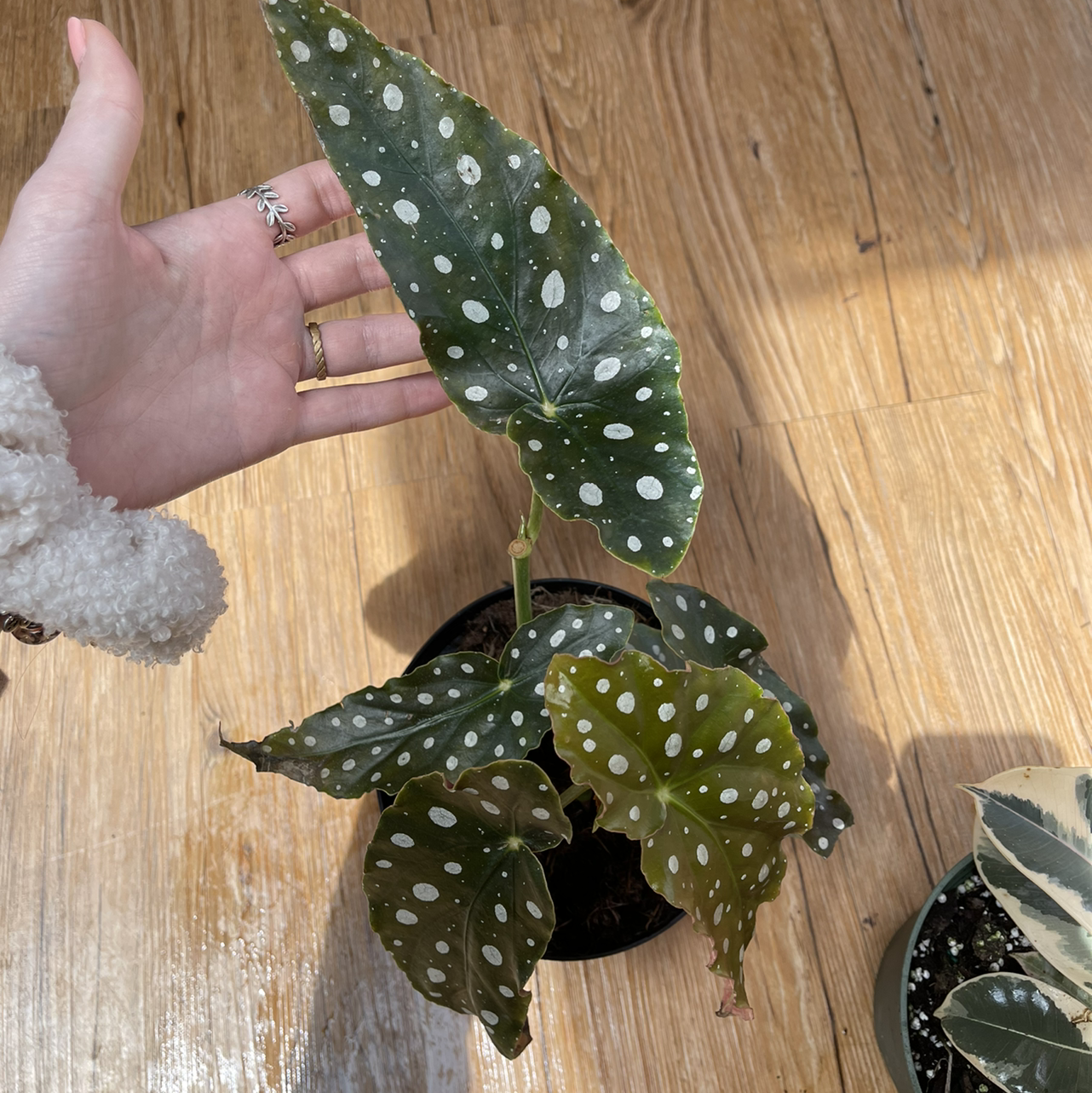 Polka Dot Begonia plant photo by @sarahnotsara named walmart clearance on Greg, the plant care app.