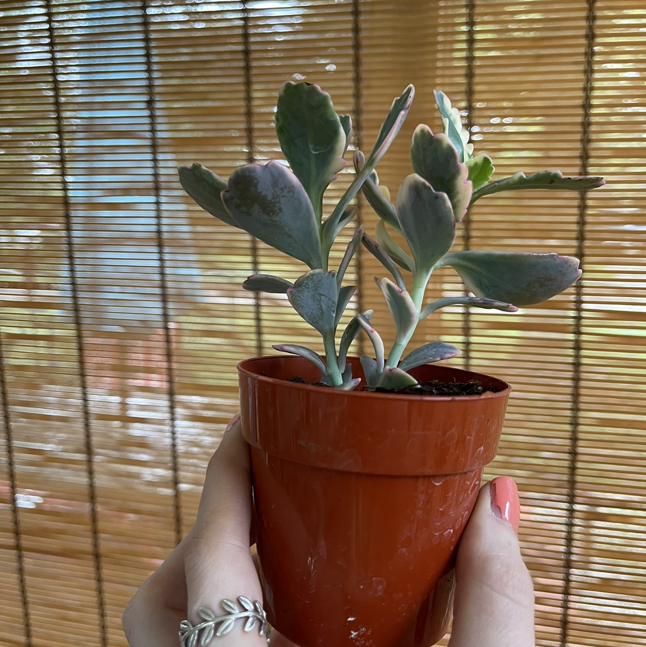 Lavender Scallops plant photo by @sarahnotsara named aurora twins on Greg, the plant care app.