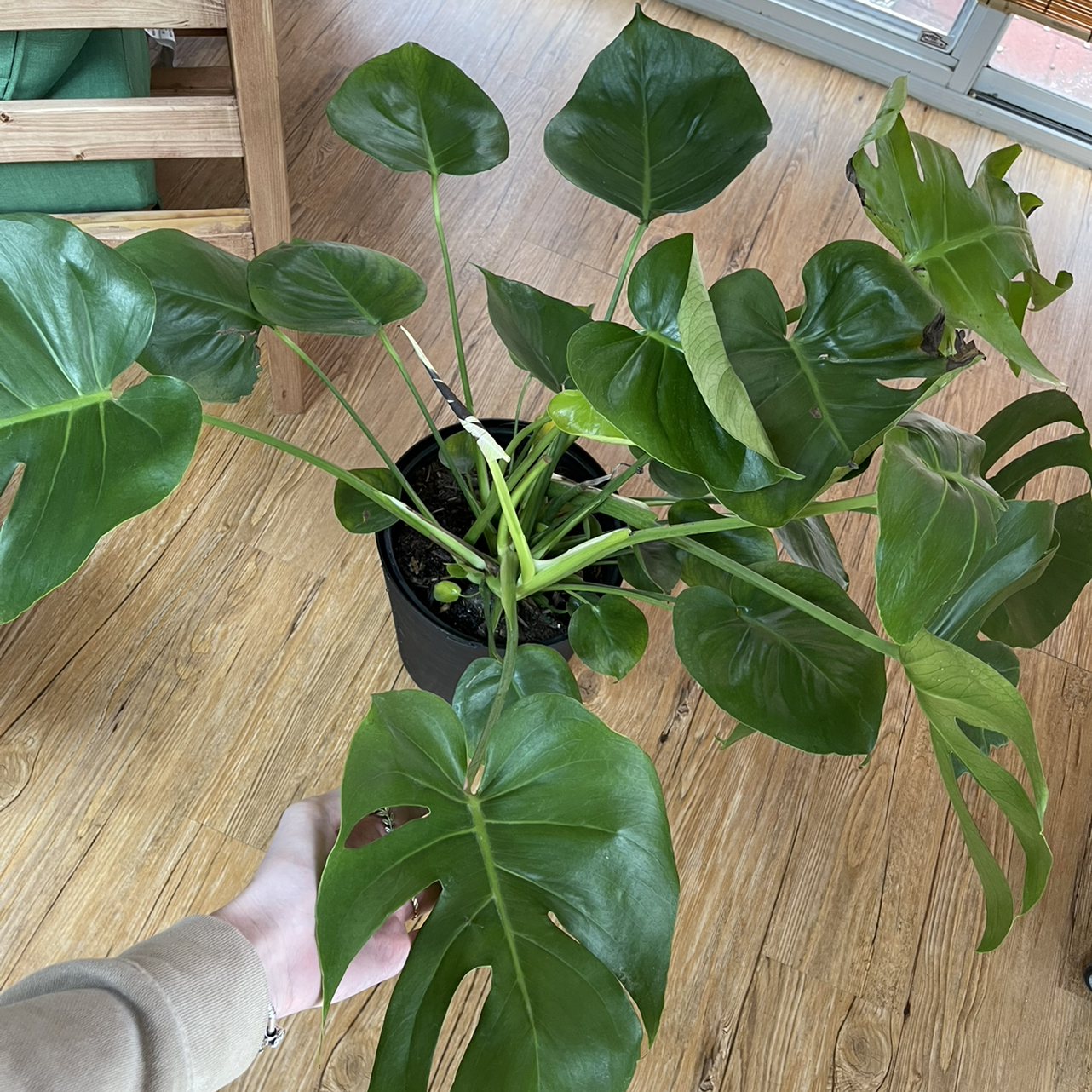 Monstera plant photo by @sarahnotsara named Monstera on Greg, the plant care app.