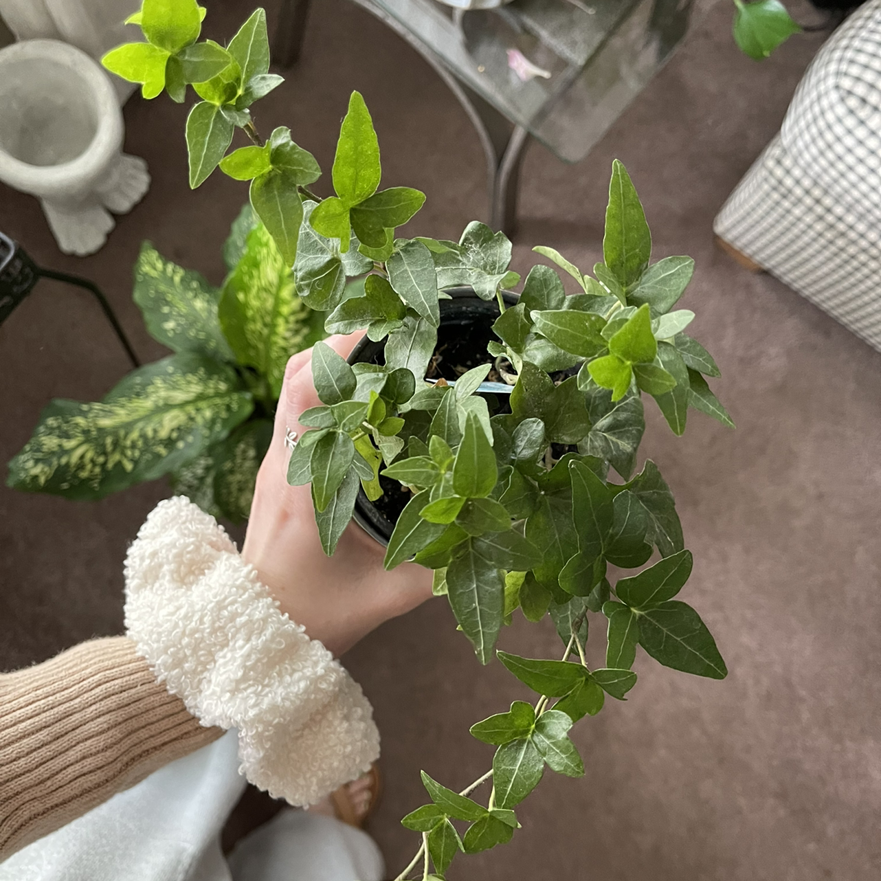 English Ivy plant photo by @sarahnotsara named Smithers on Greg, the plant care app.