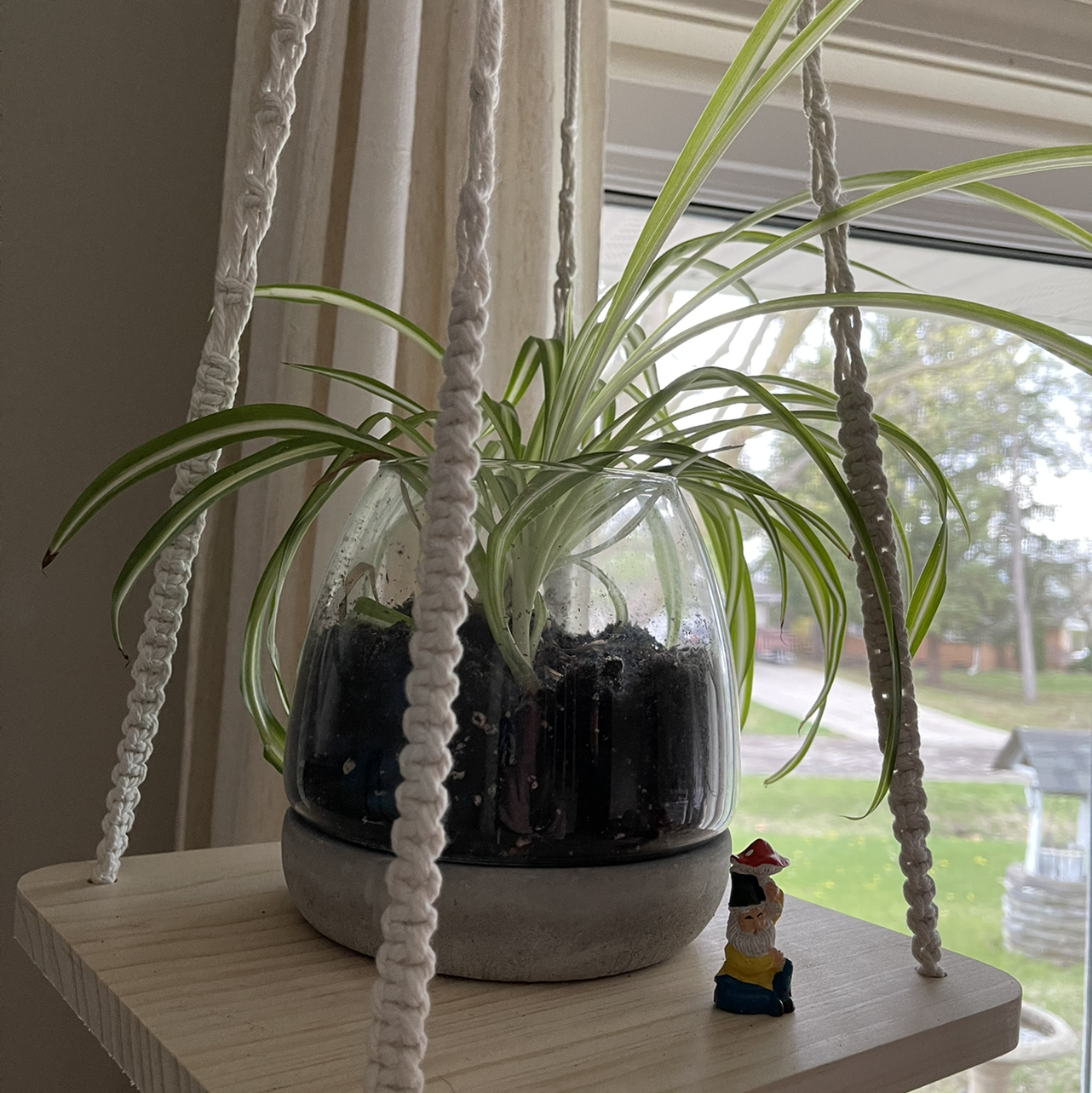 Spider Plant plant photo by @sarahnotsara named spidey on Greg, the plant care app.