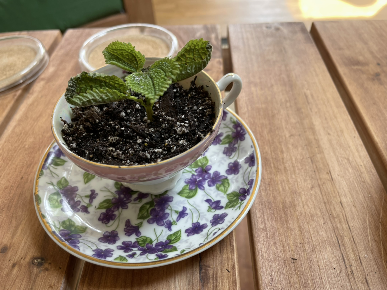 Nerve Plant plant photo by @sarahnotsara named Minerva on Greg, the plant care app.