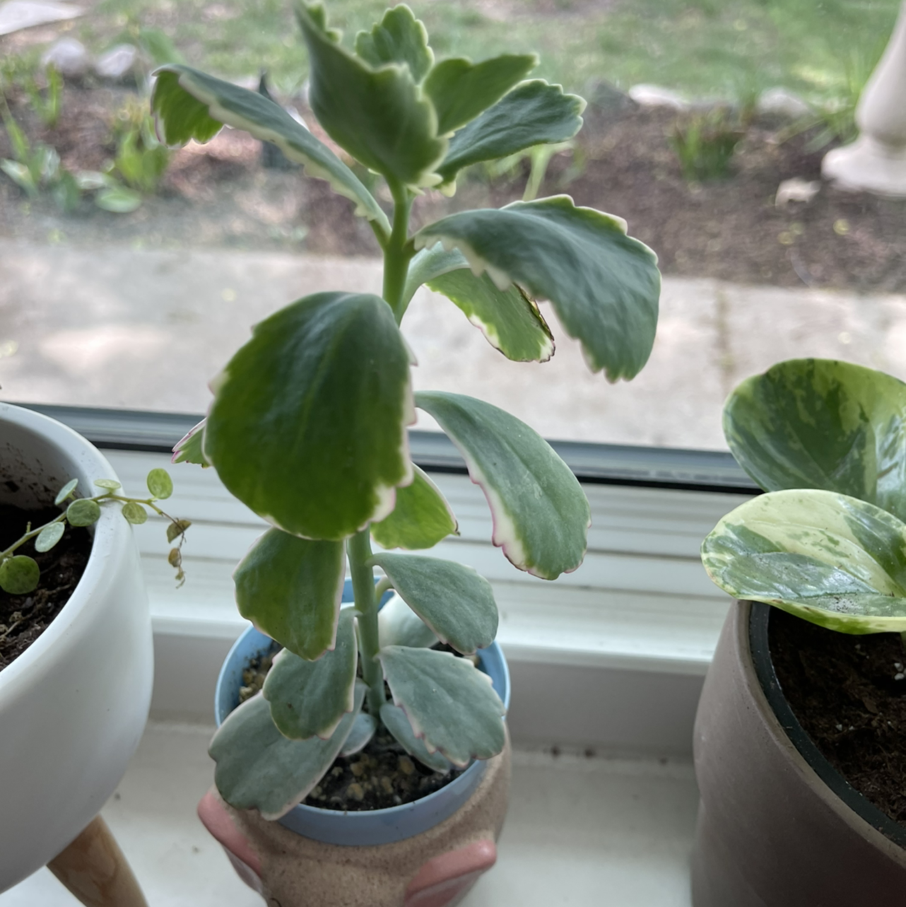 Lavender Scallops plant photo by @sarahnotsara named Aurora on Greg, the plant care app.