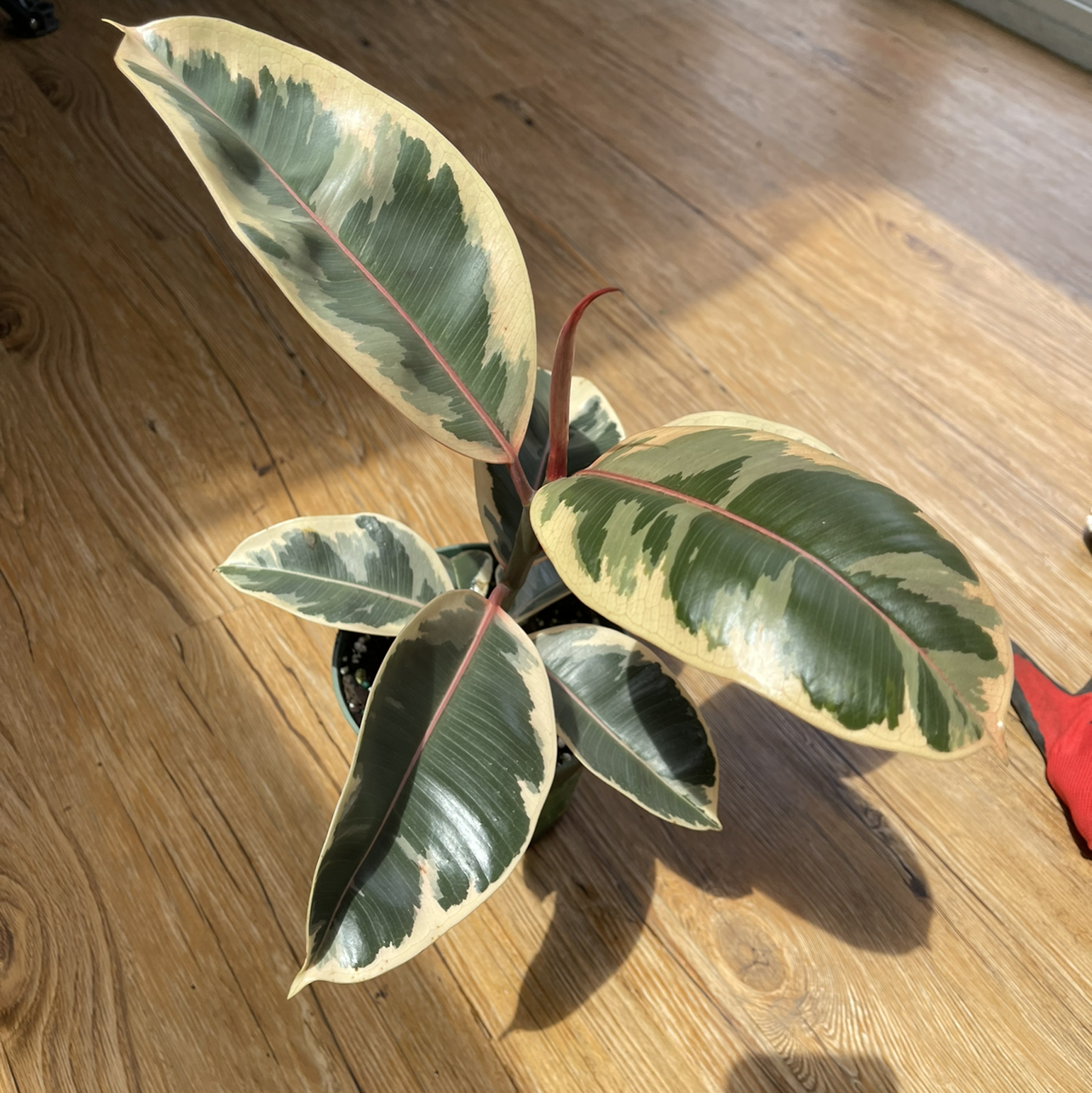 Rubber Plant plant photo by @sarahnotsara named Elastigirl on Greg, the plant care app.