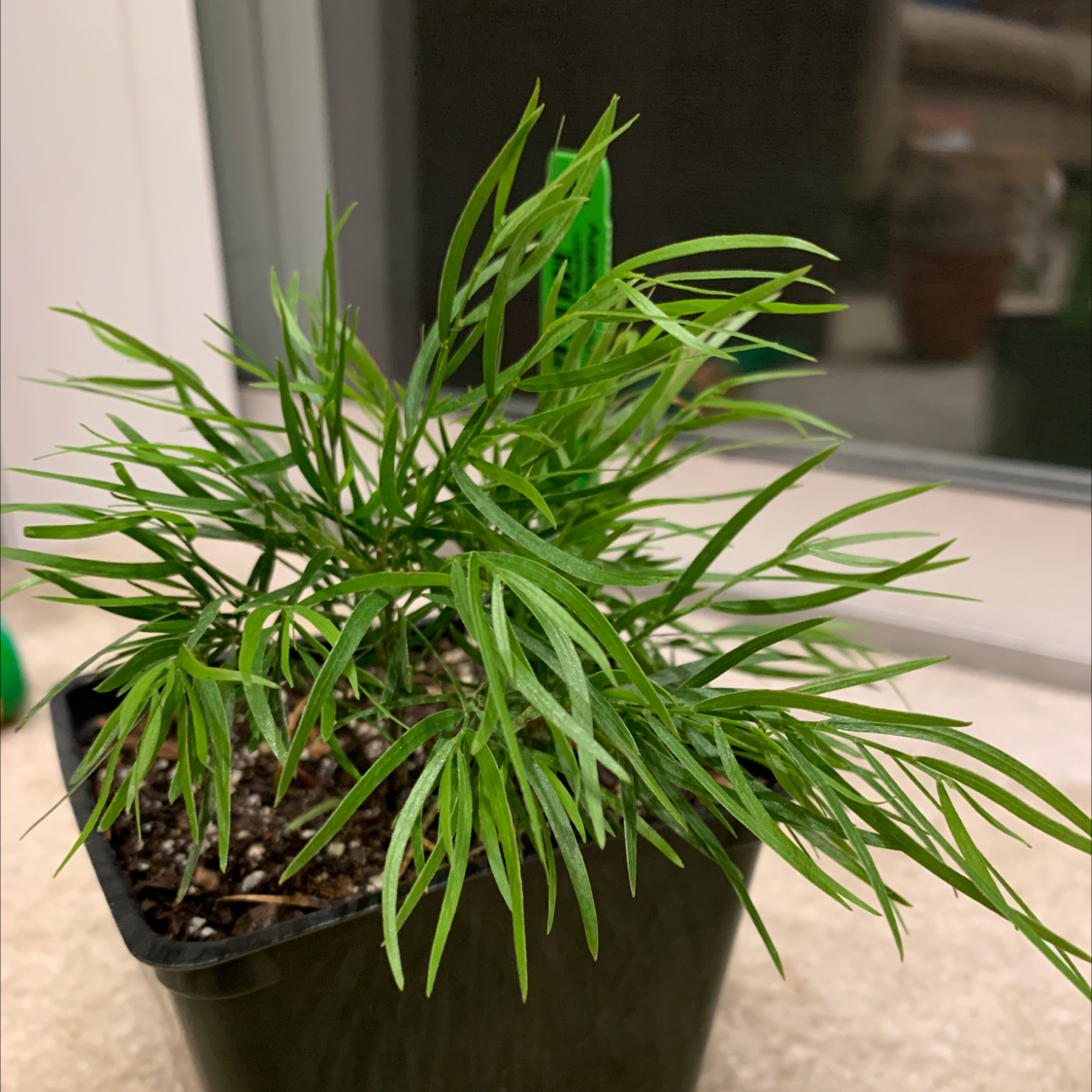 Photo of the plant species bower wattle by @Alyssaellen named Cousin Itt on Greg, the plant care app