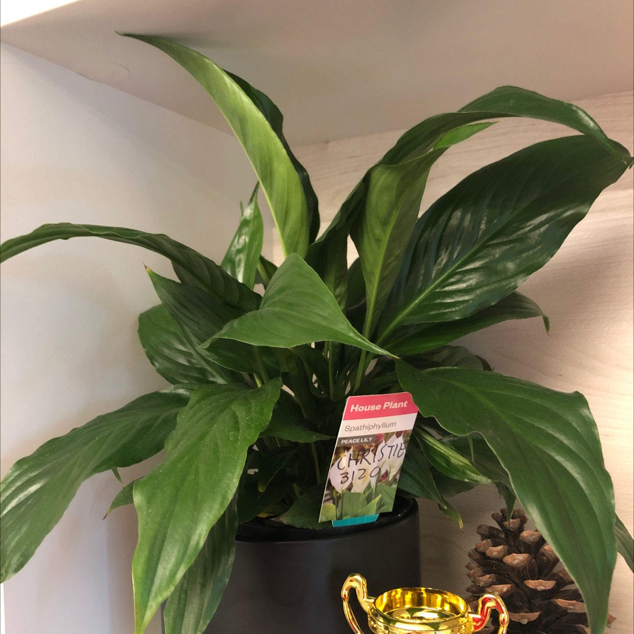 Peace Lily plant photo by @christm named Pain and Suffering on Greg, the plant care app.