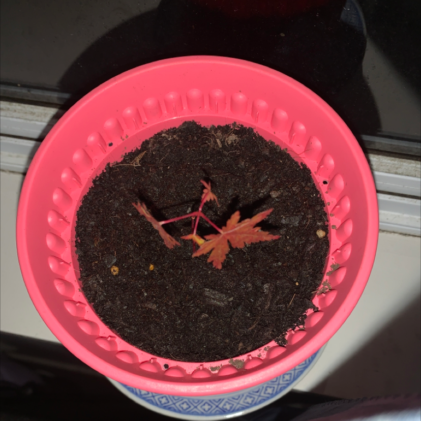 Young Japanese Maple seedling in a pink pot with dark soil.