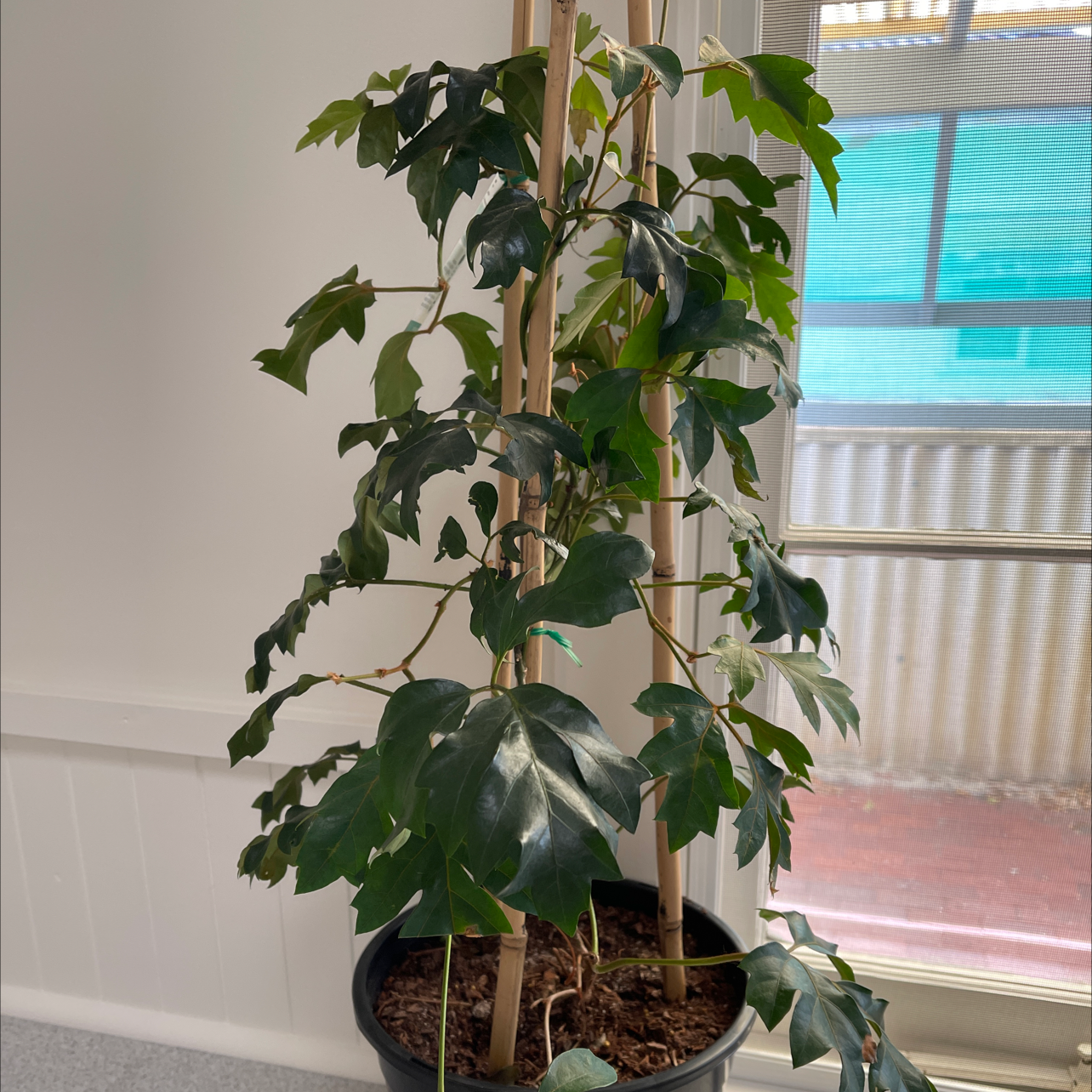 A healthy grape ivy plant with lush green lobed leaves growing on a bamboo trellis in a black pot.