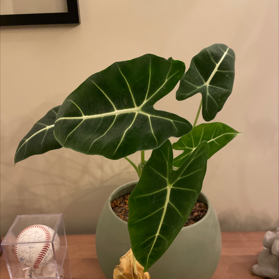 Green Velvet Alocasia plant with large, dark green leaves and visible soil in a green pot. Some yellowing on lower leaves.
