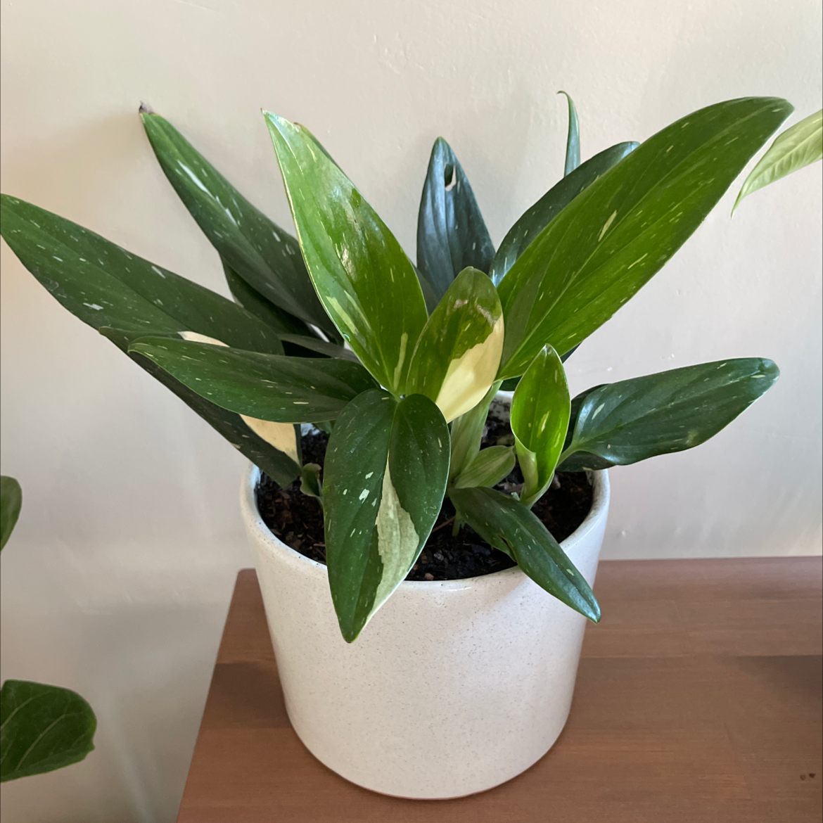 Photo of the plant species Monstera Cobra by @lupislawer named Standley on Greg, the plant care app