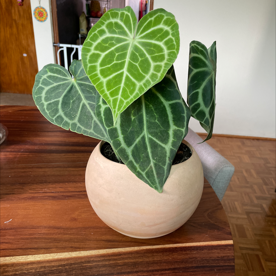 Velvet Cardboard Anthurium plant in a pot with healthy green leaves.