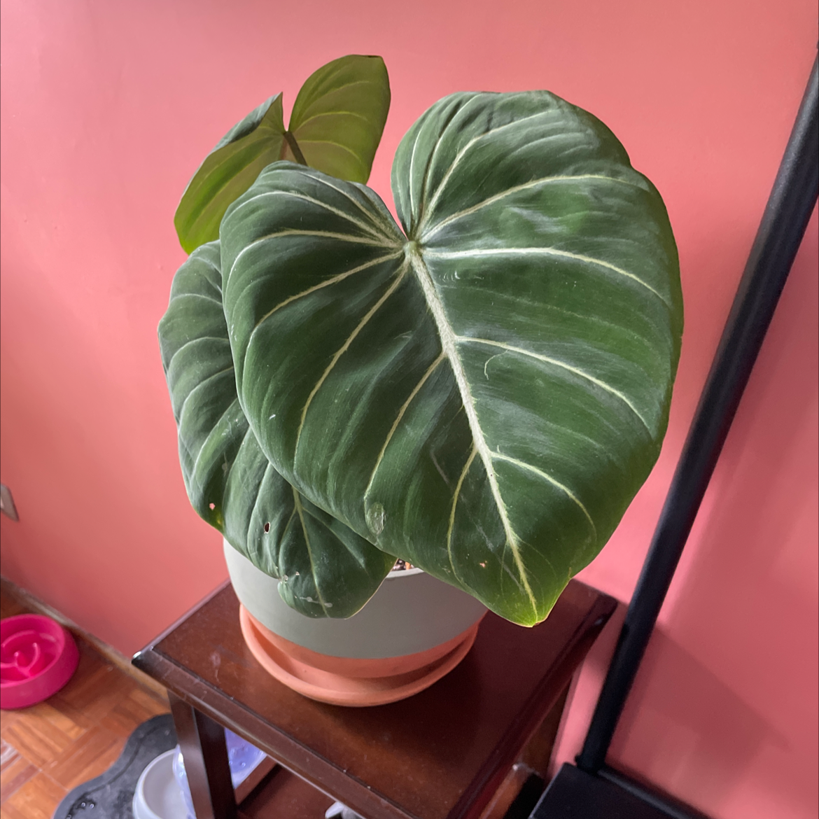 Philodendron gloriosum with large, healthy, heart-shaped leaves and prominent white veins in a pot on a table.