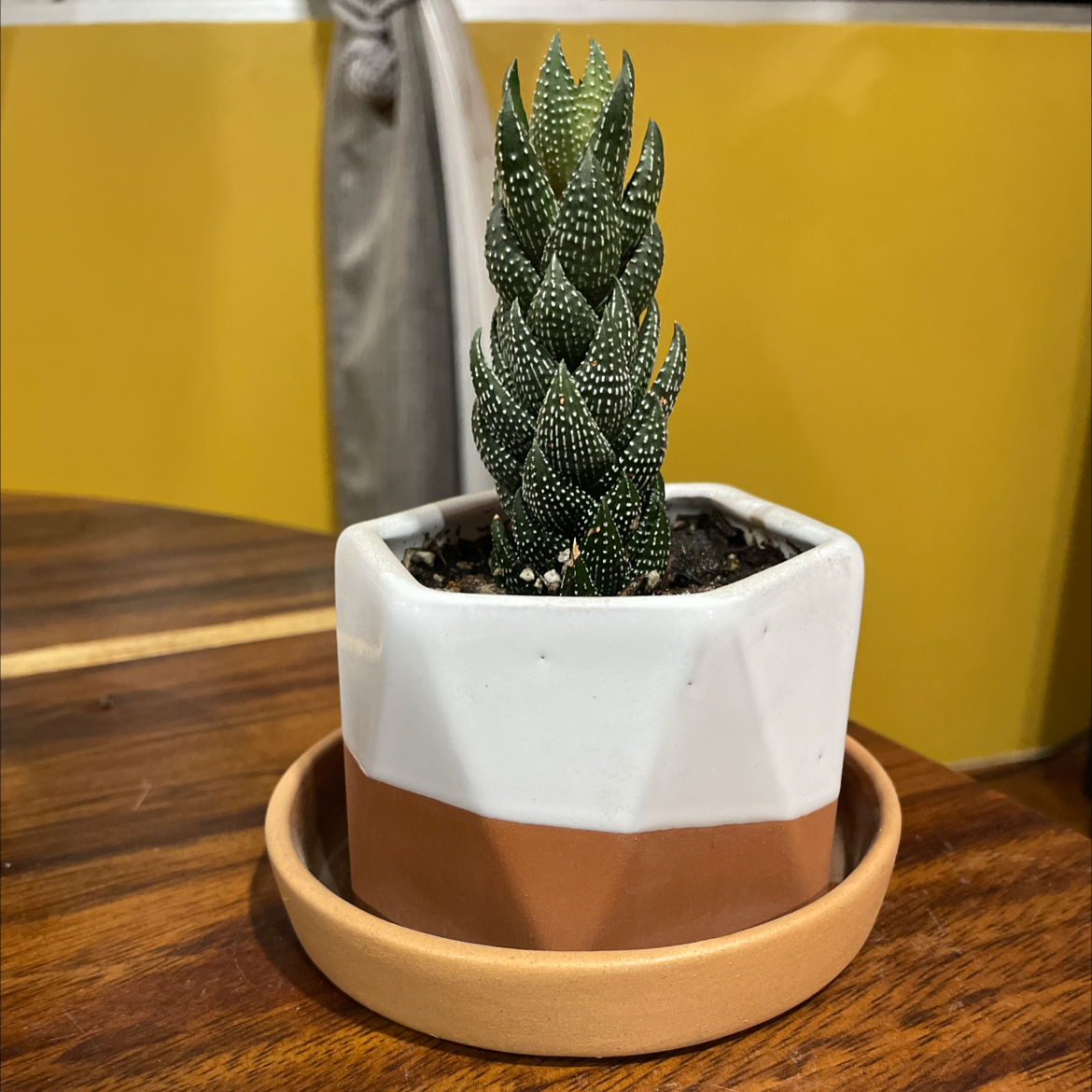 Photo of the plant species Zebra Wart by @lupislawer named Renata on Greg, the plant care app