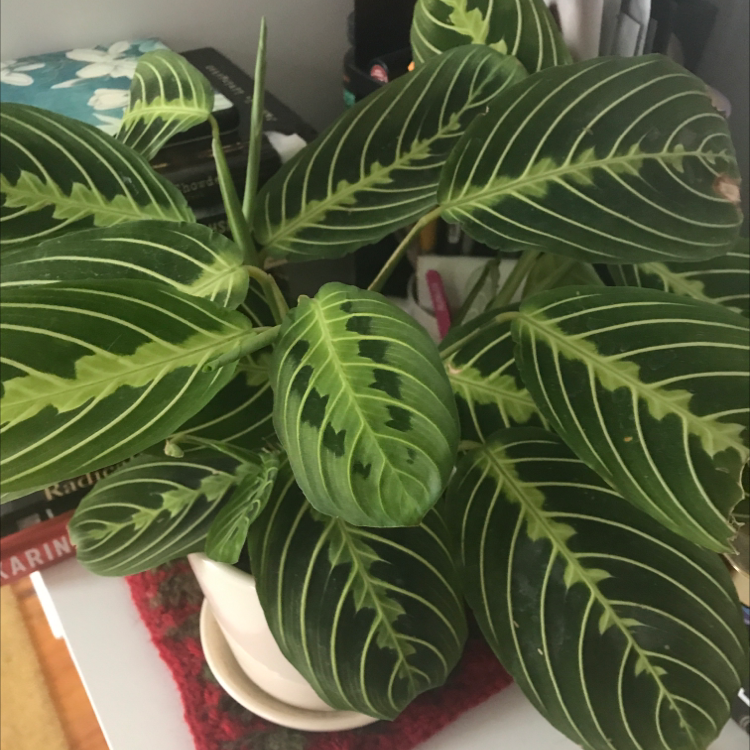 Green Prayer Plant plant photo by @Thelonia named Lime on Greg, the plant care app.