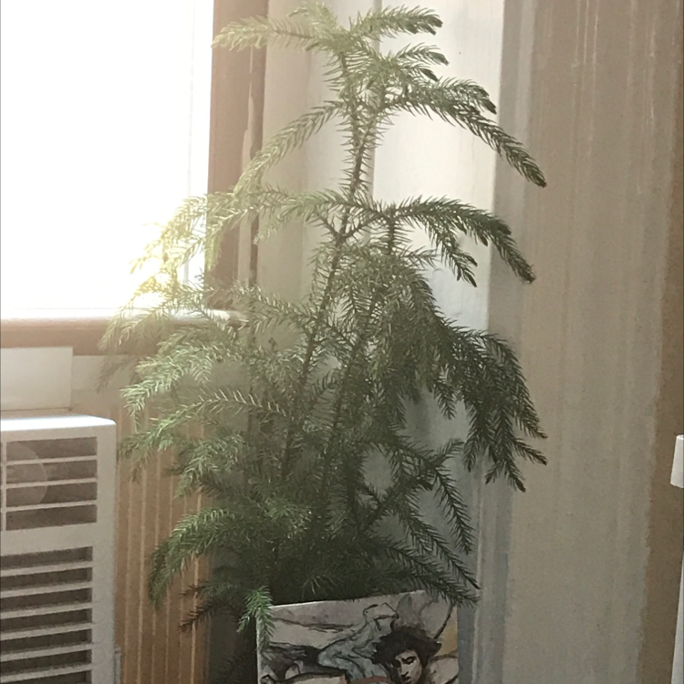 Personalized Norfolk Island Pine Care Water Light Nutrients Greg App