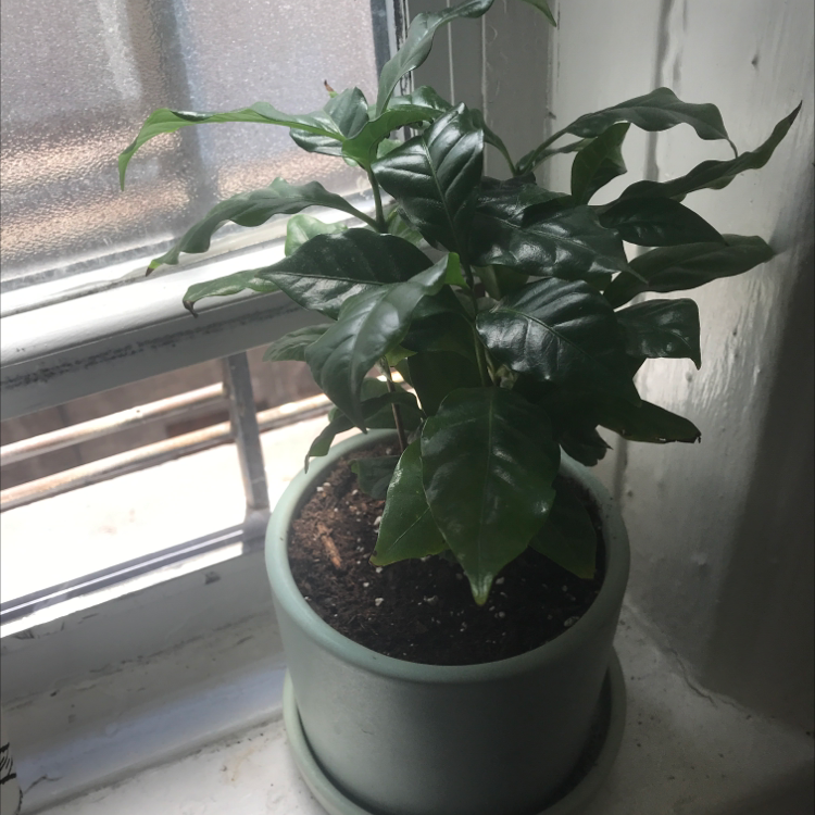 Arabian Coffee Plant plant photo by @Thelonia named Café on Greg, the plant care app.