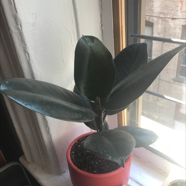 Rubber Plant plant photo by @Thelonia named Osmo on Greg, the plant care app.