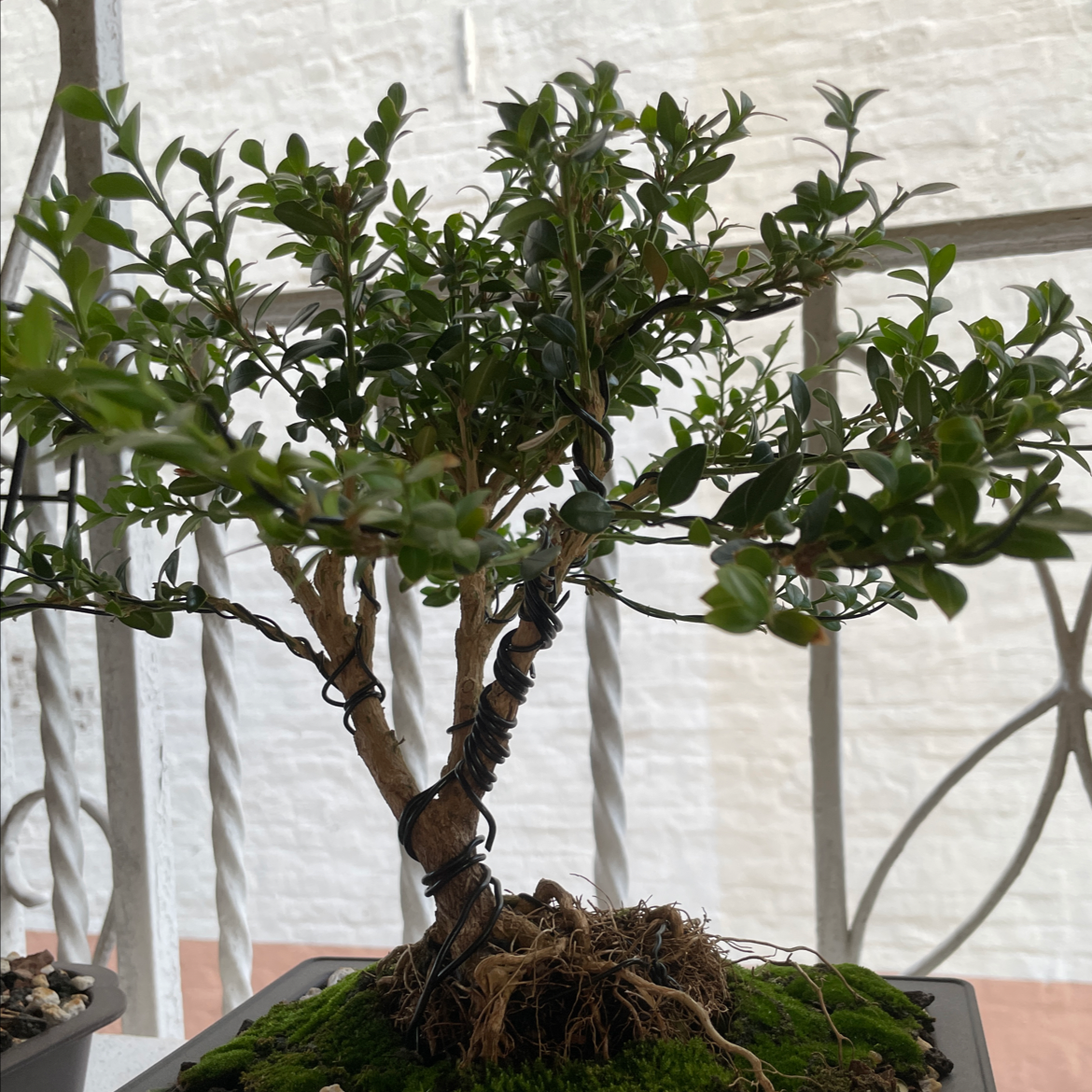 Healthy bonsai boxwood plant in a black pot, with dense green foliage pruned into a rounded shape and moss covering the soil surface.
