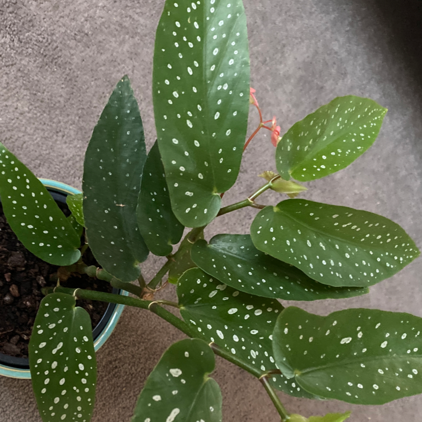 Photo of the plant species Angel Wing Begonia by Greta named Leonardo on Greg, the plant care app