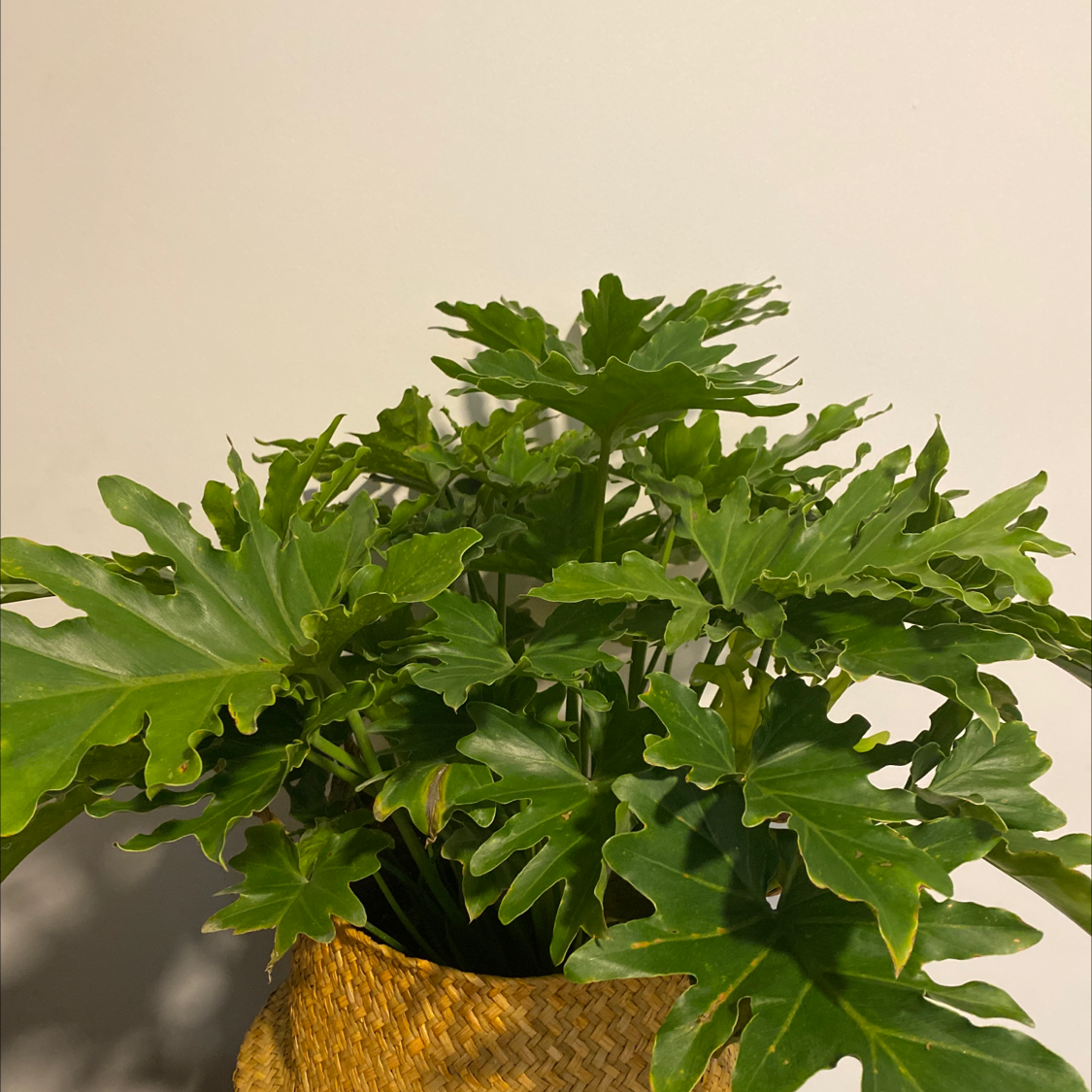 Philodendron Xanadu plant in a woven basket with vibrant green leaves.