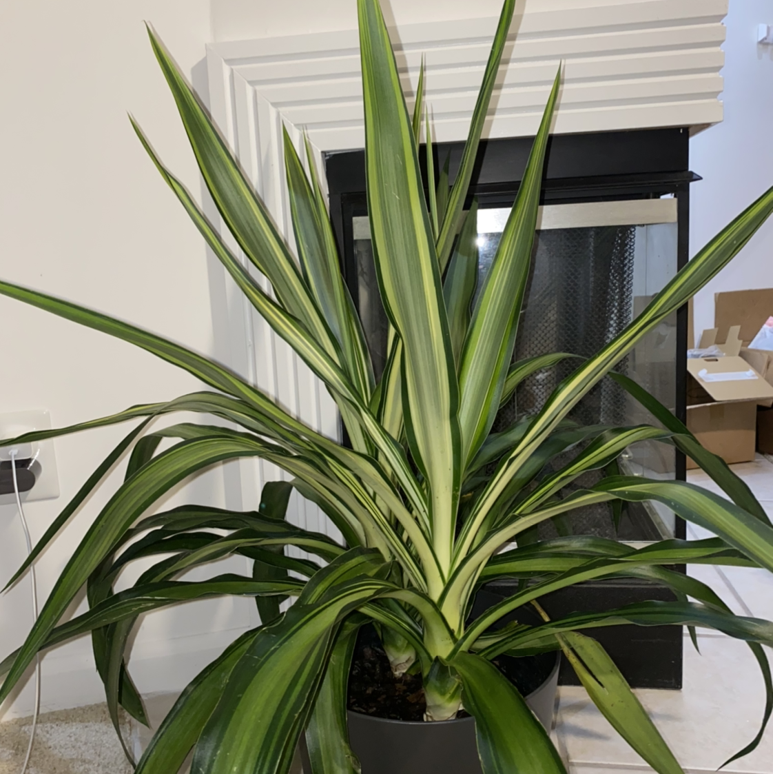 Adam's Needle plant with green and yellow variegated leaves, placed indoors in front of a fireplace.