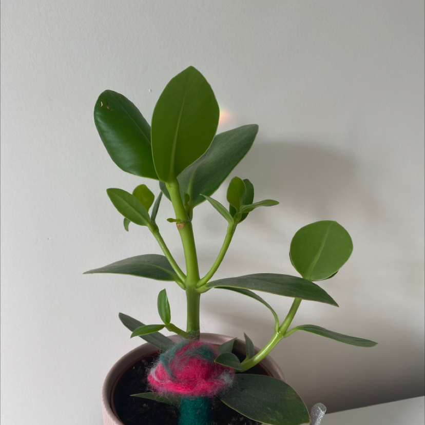 Healthy Autograph Tree in a pot with visible soil and vibrant green leaves.