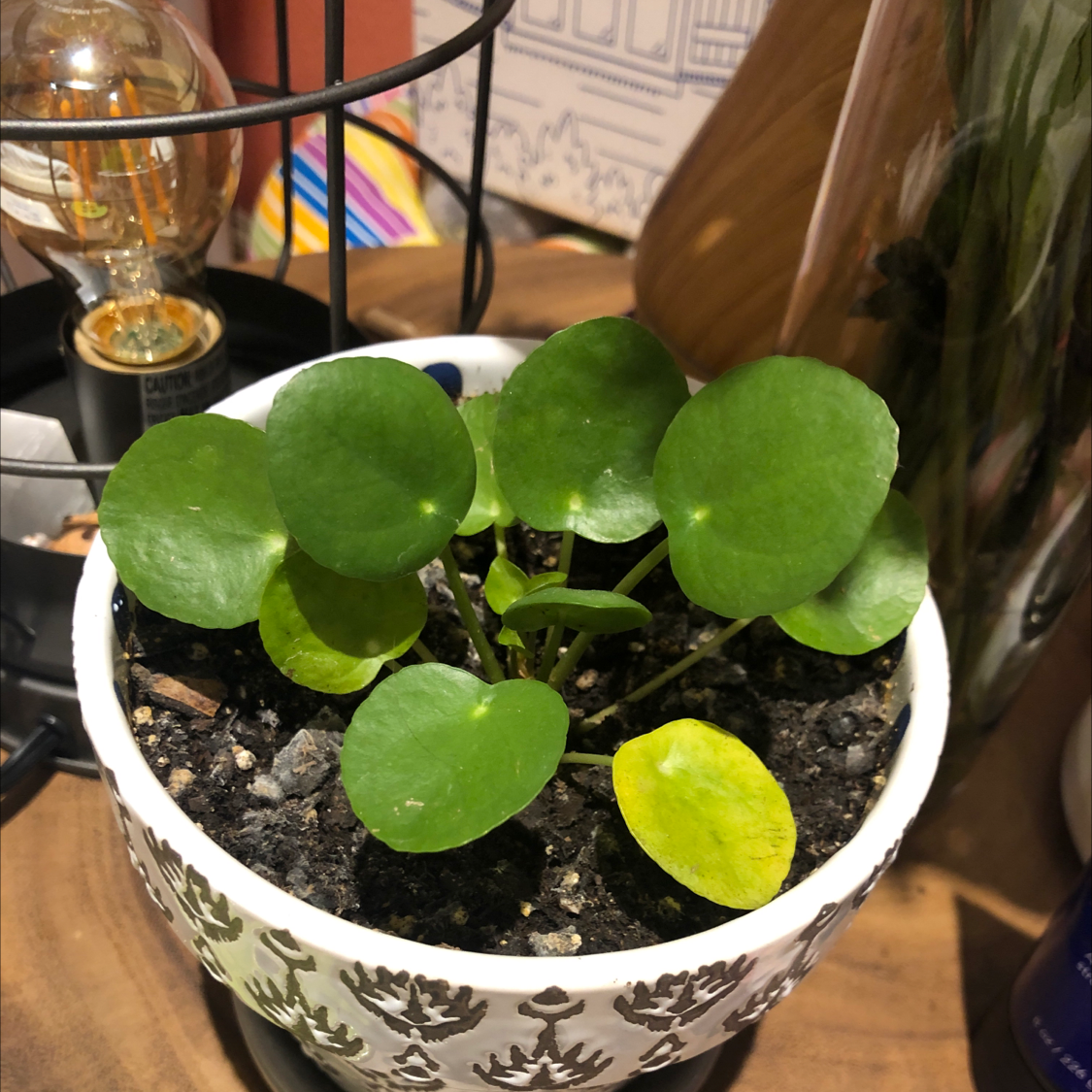 Chinese Money Plant plant photo by @avin named little dude on Greg, the plant care app.